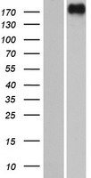 DEPDC2 Protein - Western validation with an anti-DDK antibody * L: Control HEK293 lysate R: Over-expression lysate
