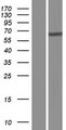 DEPDC5 Protein - Western validation with an anti-DDK antibody * L: Control HEK293 lysate R: Over-expression lysate