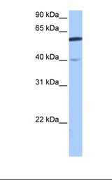 DEPDC7 Antibody - Fetal brain cell lysate. Antibody concentration: 1.0 ug/ml. Gel concentration: 12%.  This image was taken for the unconjugated form of this product. Other forms have not been tested.
