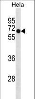 DEPDC7 Antibody - DEPDC7 Antibody western blot of HeLa cell line lysates (35 ug/lane). The DEPDC7 antibody detected the DEPDC7 protein (arrow).