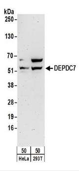 DEPDC7 Antibody - Detection of Human DEPDC7 by Western Blot. Samples: Whole cell lysate (50 ug) from HeLa and 293T cells. Antibodies: Affinity purified rabbit anti-DEPDC7 antibody used for WB at 0.4 ug/ml. Detection: Chemiluminescence with an exposure time of 3 minutes.