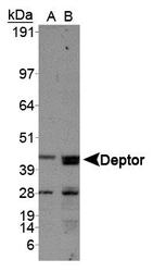 DEPTOR / DEPDC6 Antibody - Analysis of DEPDC6 in A. human liver and B. mouse liver.  This image was taken for the unconjugated form of this product. Other forms have not been tested.
