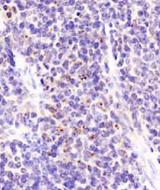 DEPTOR / DEPDC6 Antibody - DEPDC6 Antibody - IHC of Deptor in mouse spleen..  This image was taken for the unconjugated form of this product. Other forms have not been tested.