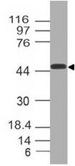 DEPTOR / DEPDC6 Antibody - Fig-1: Western blot analysis DEPTOR. Anti-DEPTOR antibody was used at 2 µg/ml on HepG2 lysate.