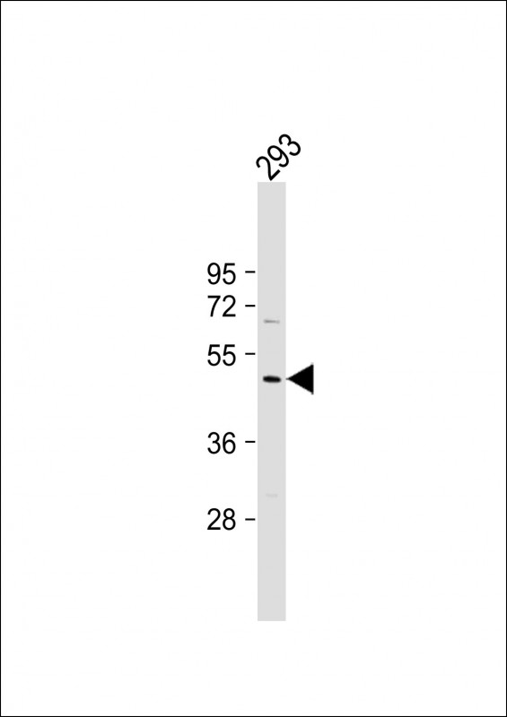 DEPTOR / DEPDC6 Antibody - Anti-DEPTOR Antibody (N-Term) at 1:2000 dilution + 293 whole cell lysate Lysates/proteins at 20 µg per lane. Secondary Goat Anti-Rabbit IgG, (H+L), Peroxidase conjugated at 1/10000 dilution. Predicted band size: 46 kDa Blocking/Dilution buffer: 5% NFDM/TBST.