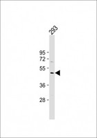 DEPTOR / DEPDC6 Antibody - Anti-DEPTOR Antibody (N-Term) at 1:2000 dilution + 293 whole cell lysate Lysates/proteins at 20 µg per lane. Secondary Goat Anti-Rabbit IgG, (H+L), Peroxidase conjugated at 1/10000 dilution. Predicted band size: 46 kDa Blocking/Dilution buffer: 5% NFDM/TBST.