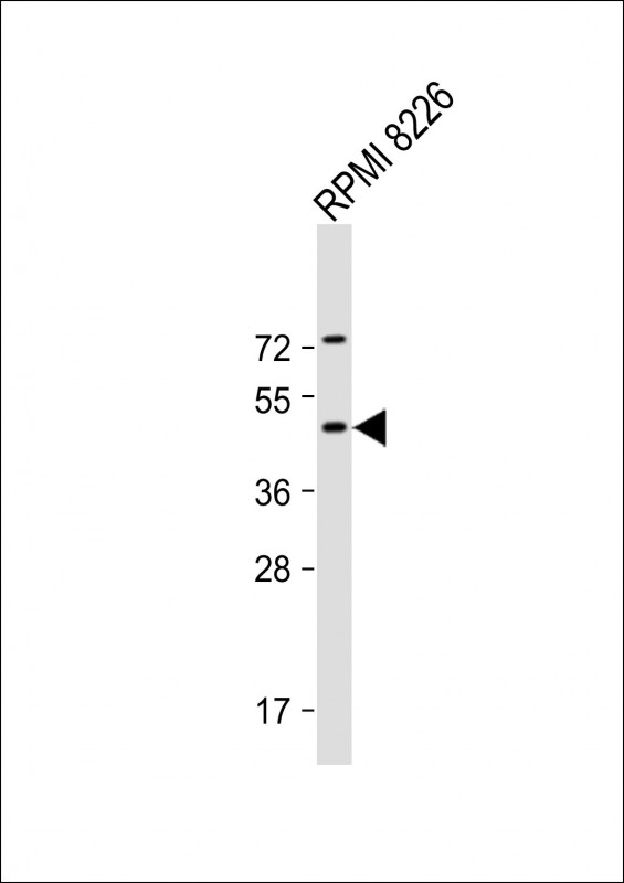 DEPTOR / DEPDC6 Antibody - Anti-DEPTOR Antibody (N-Term) at 1:2000 dilution + RPMI 8226 whole cell lysate Lysates/proteins at 20 µg per lane. Secondary Goat Anti-Rabbit IgG, (H+L), Peroxidase conjugated at 1/10000 dilution. Predicted band size: 46 kDa Blocking/Dilution buffer: 5% NFDM/TBST.