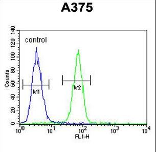 DERA Antibody - DERA Antibody flow cytometry of A375 cells (right histogram) compared to a negative control cell (left histogram). FITC-conjugated goat-anti-rabbit secondary antibodies were used for the analysis.