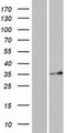 DERA Protein - Western validation with an anti-DDK antibody * L: Control HEK293 lysate R: Over-expression lysate