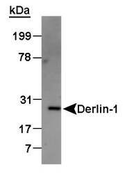 DERL1 / Derlin 1 Antibody - Detection of Derlin protein in canine KRM microsomes.  This image was taken for the unconjugated form of this product. Other forms have not been tested.