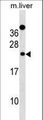 DERL2 / Derlin-2 Antibody - Mouse Derl2 Antibody western blot of mouse liver tissue lysates (35 ug/lane). The Derl2 antibody detected the Derl2 protein (arrow).