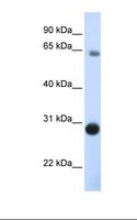 Derlin-3 / DERL3 Antibody - Fetal muscle lysate. Antibody concentration: 1.0 ug/ml. Gel concentration: 12%.  This image was taken for the unconjugated form of this product. Other forms have not been tested.