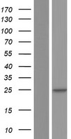 Derlin-3 / DERL3 Protein - Western validation with an anti-DDK antibody * L: Control HEK293 lysate R: Over-expression lysate
