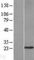 Derlin-3 / DERL3 Protein - Western validation with an anti-DDK antibody * L: Control HEK293 lysate R: Over-expression lysate