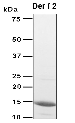 DERF1 Protein