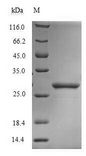 DERF1 Protein - (Tris-Glycine gel) Discontinuous SDS-PAGE (reduced) with 5% enrichment gel and 15% separation gel.