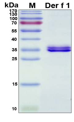 Dermatophagoides DerF1 Protein - SDS-PAGE under reducing conditions and visualized by Coomassie blue staining