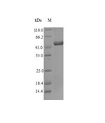 TPM1 / Tropomyosin Protein - (Tris-Glycine gel) Discontinuous SDS-PAGE (reduced) with 5% enrichment gel and 15% separation gel.