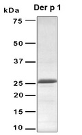 Dermatophagoides DERP1 Protein