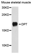 Dermatopontin / DPT Antibody - Western blot analysis of extracts of mouse skeletal muscle cells.