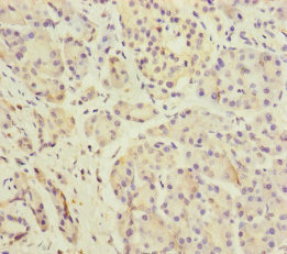 Dermatopontin / DPT Antibody - Immunohistochemistry of paraffin-embedded human pancreatic tissue at dilution of 1:100