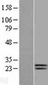 Dermatopontin / DPT Protein - Western validation with an anti-DDK antibody * L: Control HEK293 lysate R: Over-expression lysate