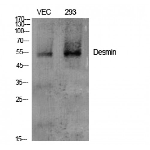 DES / Desmin Antibody - Western blot of Desmin antibody