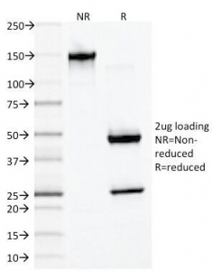 DES / Desmin Antibody - SDS-PAGE Analysis of Purified, BSA-Free Desmin Antibody (clone DES/1711). Confirmation of Integrity and Purity of the Antibody.