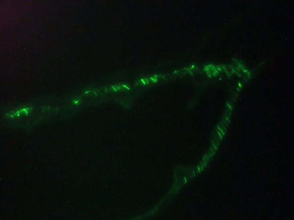 DES / Desmin Antibody - Immunofluorescence staining of a 7 days old zebrafish embryo