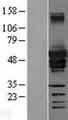 DES / Desmin Protein - Western validation with an anti-DDK antibody * L: Control HEK293 lysate R: Over-expression lysate