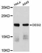 DESI2 / PPPDE1 Antibody - Western blot analysis of extracts of various cell lines, using DESI2 antibody at 1:1000 dilution. The secondary antibody used was an HRP Goat Anti-Rabbit IgG (H+L) at 1:10000 dilution. Lysates were loaded 25ug per lane and 3% nonfat dry milk in TBST was used for blocking. An ECL Kit was used for detection and the exposure time was 90s.