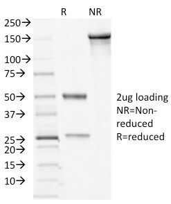 Desmocollin 2+3 Antibody - SDS-PAGE Analysis of Purified, BSA-Free Desmocollin 2/3 Antibody (clone 7G6). Confirmation of Integrity and Purity of the Antibody.