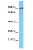DET1 Antibody - DET1 antibody Western Blot of 293T. Antibody dilution: 1 ug/ml.  This image was taken for the unconjugated form of this product. Other forms have not been tested.
