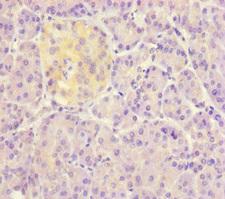 DET1 Antibody - Immunohistochemistry of paraffin-embedded human pancreatic tissue at dilution of 1:100