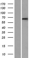 DET1 Protein - Western validation with an anti-DDK antibody * L: Control HEK293 lysate R: Over-expression lysate