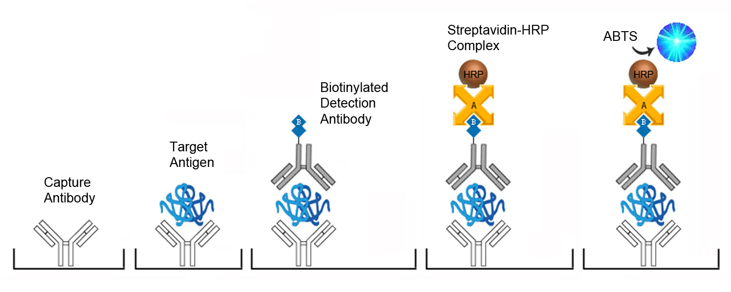 CCL5 / RANTES ELISA Kit - Sandwich ELISA Platform Overview