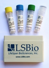 IL-1B / IL-1 Beta ELISA Kit