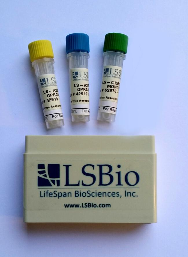 MBP / Myelin Basic Protein ELISA Kit