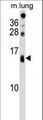 DEXI Antibody - DEXI Antibody western blot of mouse lung tissue lysates (35 ug/lane). The DEXI antibody detected the DEXI protein (arrow).