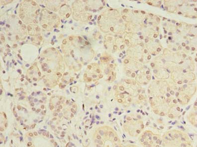 DEXI Antibody - Immunohistochemistry of paraffin-embedded human pancreatic tissue using antibody at dilution of 1:100.