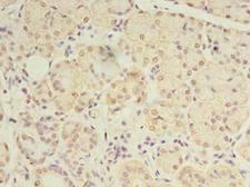 DEXI Antibody - Immunohistochemistry of paraffin-embedded human pancreatic tissue using antibody at dilution of 1:100.
