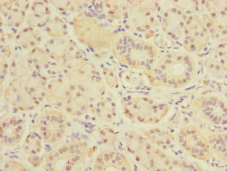 DEXI Antibody - Immunohistochemistry of paraffin-embedded human pancreatic tissue using DEXI Antibody at dilution of 1:100