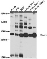 Dexras1 / RASD1 Antibody - Western blot analysis of extracts of various cell lines, using RASD1 antibody at 1:1000 dilution. The secondary antibody used was an HRP Goat Anti-Rabbit IgG (H+L) at 1:10000 dilution. Lysates were loaded 25ug per lane and 3% nonfat dry milk in TBST was used for blocking. An ECL Kit was used for detection and the exposure time was 30s.