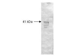 Dextranase Antibody - Both the antiserum and IgG fractions of anti-Dextranase (Penicillium) are shown to detect under reducing conditions of SDS-PAGE the 41,000 dalton enzyme in cellular extracts. Approximately 10 ug of total protein is loaded per lane. A 1:2,000 dilution of the primary antibody is used followed by detection using HRP Goat-a-Rabbit IgG [H&L] diluted 1:4,000 and color development using 4-CN substrate until sufficient color develops. Other detection systems will yield similar results.