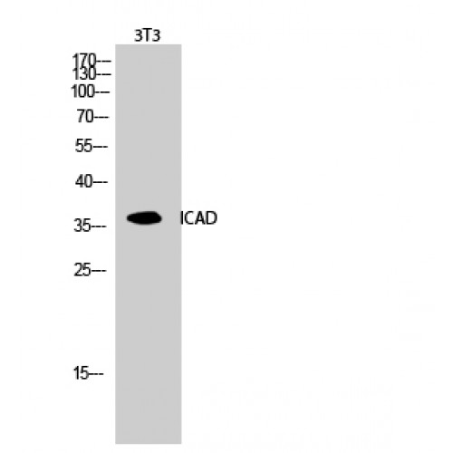 DFFA / ICAD / DFF45 Antibody - Western blot of ICAD antibody