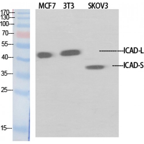 DFFA / ICAD / DFF45 Antibody - Western blot of ICAD antibody