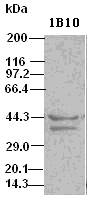 DFFA / ICAD / DFF45 Antibody - DFF45 antibody (1B10) at 1:500 dilution + Hela cell lysate.