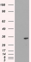 DFFA / ICAD / DFF45 Antibody - DFF45 antibody (3F12) at 1:500 dilution + Hela cell lysate.