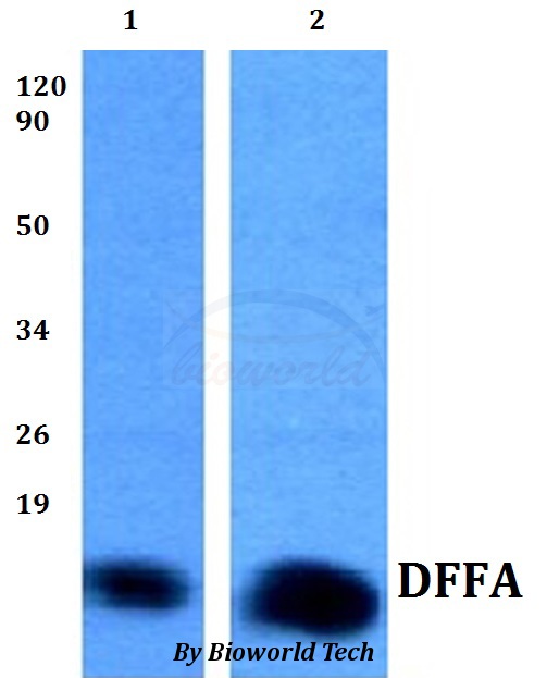 DFFA / ICAD / DFF45 Antibody - Western blot of DFFA antibody at 1:500 dilution. Lane 1: HEK293T whole cell lysate. Lane 2: H9C2 whole cell lysate.