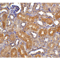 DFFB Antibody - Immunohistochemistry of CAD in mouse kidney tissue with CAD antibody at 5 µg/ml.